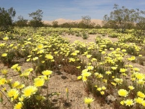 Desert_dandelion_malacothrix_Kelso_great_2014